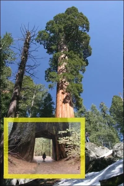 Quel est ce conifre, pouvant atteindre plus de 100 mtres de hauteur pour un diamtre approchant les 8 mtres, spcifique aux montagnes Rocheuses aux Etats-Unis ?