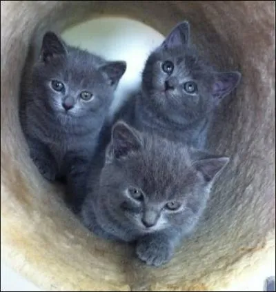 De quelle race sont ces chatons , race de   gris-gris   chat du Gnral de Gaulle dans les derniers jours de sa vie  Colombey ?