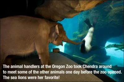 A qui cet lphant donne-t-il le bonjour ?