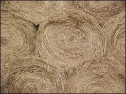 Combien y a-t-il de pourcentage d'eau dans le foin de dactyle ?