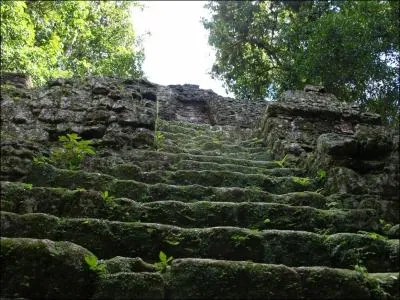 Cette petite plante, la mousse, s'accroche au sol, aux pierres  l'aide de ses petits poils. Les marches sont :