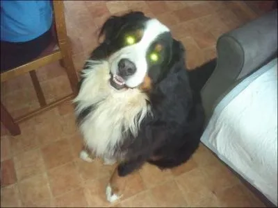 Toute bonne chose  une fin ! De quelle race est ce chien ?