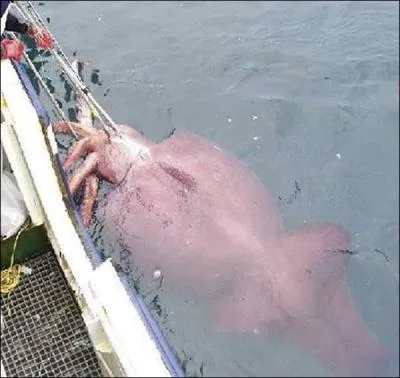 Olivier de Kersauson a dclar que le 14 janvier 2003, son bateau s'est fait attaquer par un calmar gant !