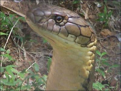 C'est le plus long serpent venimeux du monde, avec le venin le plus toxique galement, le cobra royal !