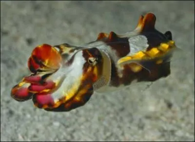 La pieuvre  anneaux bleus est la plus grosse des pieuvres existantes !