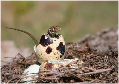 Vous assistez en direct  la naissance d'un bb lzard !