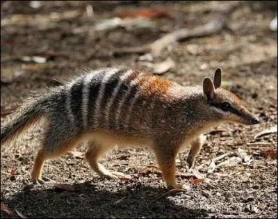 Bien entendu, je ne vous apprends rien, le numbat d'Australie est un marsupial !