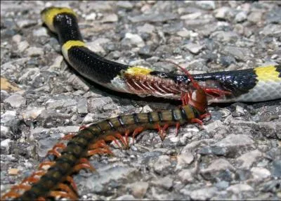 Ce serpent vient de se faire tuer par un iule !