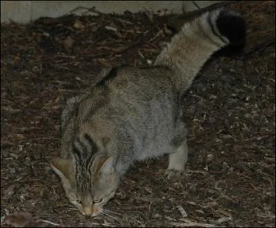 Nos ----- aigus vont émouvoir un peuple argenté de rats, de chats minces à ----- ;