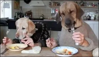 C'est le rgal du mtin !