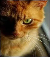 Quel est cet animal ? 