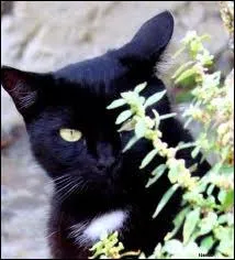 Quel est cet animal ? 