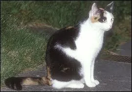 Quel animal est-ce ?