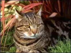 Quel est cet animal ? 