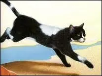 Quel animal est-ce ?