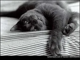 Quel est cet animal ? 