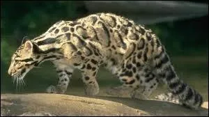 De tous les flids, elle a les plus longues canines, 4, 5 cm ! Il reste environ 10 000 individus  l'tat sauvage et elle est menace par la dforestation, la chasse... Qui est-ce ?