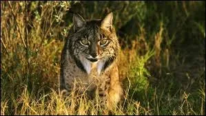 Il est un des mammifres les plus menacs au monde car il reste entre 150 et 200 individus au maximum. Il disparait  cause de la chasse, de la disparition de son habitat et des pidmies...