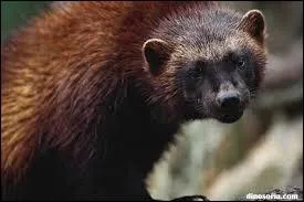 En Sude, il en reste 300  350, il peut mettre en fuite un loup ou un ours, il est menac par les leveurs de rennes car il peut dcimer le troupeau ! Qui suis-je ?