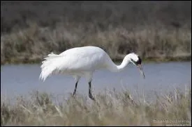 Il n'en reste que 300  cause de la chasse et de la destruction de son habitat, maintenant elle est protge. Qui est-elle ?