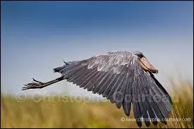 Il est class comme  vulnrable  mais on ne sait pas son nombre actuel, il est menac par les piges mis par les populations pour sa viande. Qui est-il ?