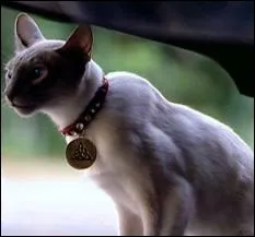 Qu'tait vraiment leur petite chatte dans les 3 premires saisons ?