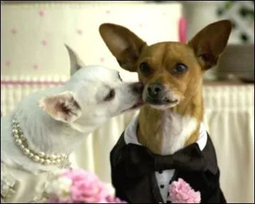 De quel film proviennent ces 2 petits chiens ?