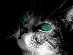 Comment s'appelle la nouvelle compagne de Plume Grise ?