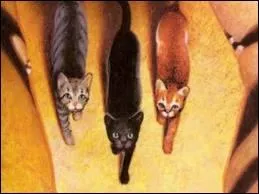 Comment vont-tre baptiss Nuage de Lion, Nuage de Houx et Nuage de Geai ? (leur nom de guerrier)