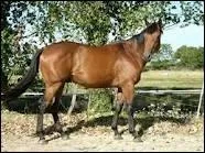 Combien peut mesurer un cheval Anglo-Arabe ?