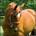 Quel est son poids ?