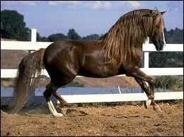 Le Lusitanien est connu comme le cheval...