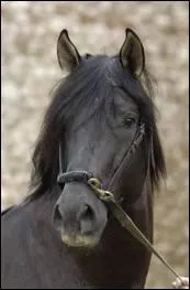 Quel est son cousin ?