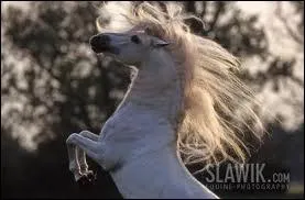 Quelle est la taille d'un Lusitanien ?