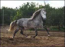 Au Portugal plus de 600 levages de Lusitaniens sont crs.