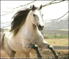 Il est aussi appel... (plusieurs possibilits)