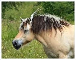 Il est considr comme cheval de selle et d'attelage.