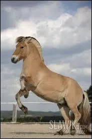 Quelle est sa taille, en moyenne ?