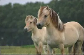 Combien y a-t-il de robes drives de l'Isabelle par rapport au Fjord ?