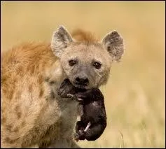 Je suis un mammifre carnivore d'Afrique ou d'Asie,  pelage gris ou fauve tachet de brun,  l'arrire-train surbaiss. Je me nourris surtout de charognes. Je suis un(e) :