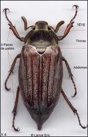 Je suis un insecte coloptre d'Europe centrale et de l'Ouest. Je suis un(e) :