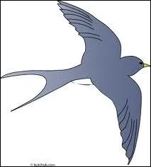 Je suis un oiseau passereau  dos noir, ventre blanc et  queue chancre. Lorsque nous sommes en colonies, nous nous rassemblons sur les fils lectriques. Je suis un(e) :