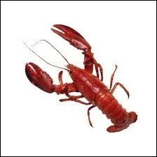 Je suis un crustac dcapode marin  grosses pinces dont le corps bleu, marbr de jaune, devient rouge  la cuisson. Que suis-je ?