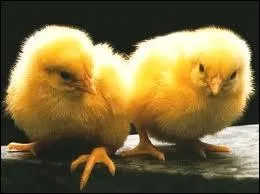 De quel nom d'animal Marion appelle-t-elle Cdric ?