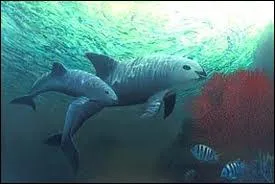Il ne reste plus que 500 ou 600 individus, ils ne vivent que dans le golfe de Californie, ils sont menacs par les filets de pches dans lesquels ils s'emmlent et le manque de nouriture ! Qui suis-je ?