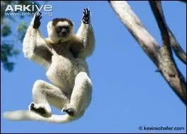 Il ne vit que sur Madagascar dans un territoire de 25 km2 et ne compte que quelques centaines d'individus, il est menac par la dforestation et la chasse. Qui est-il ?