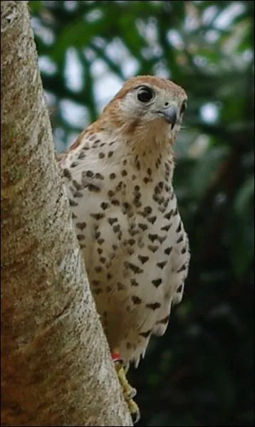 Un moment, ils furent 4 maintenant ils sont 1000, ils vivent sur l'le Maurice, ils ont quasiment disparu  cause de l'introduction de chat, rat... . et la dispariton de son habitat. Qui sont-ils ?