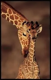 Elles ne comptent plus que quelques centaines d'individus, elles furent presque extermines par la chasse car elles peuvent freiner la mise en culture des terres. Qui sont-elles ?