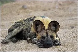 Il reste entre 5000 et 6000 individus, il fut tu au coeur mme des rserves naturelles car sa technique chasse tait classe comme trs cruelle, il dchire la victime vivante. Qui est-il ?