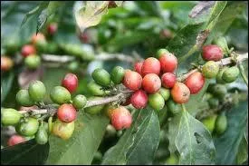 Le fruit du cafier s'appelle 